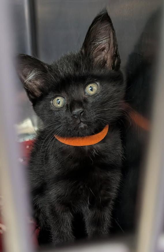 Enlarge Coal (Neutered) (Photos April 16, 2026), an adopted Domestic Short Hair in Marietta, OH image 4/4