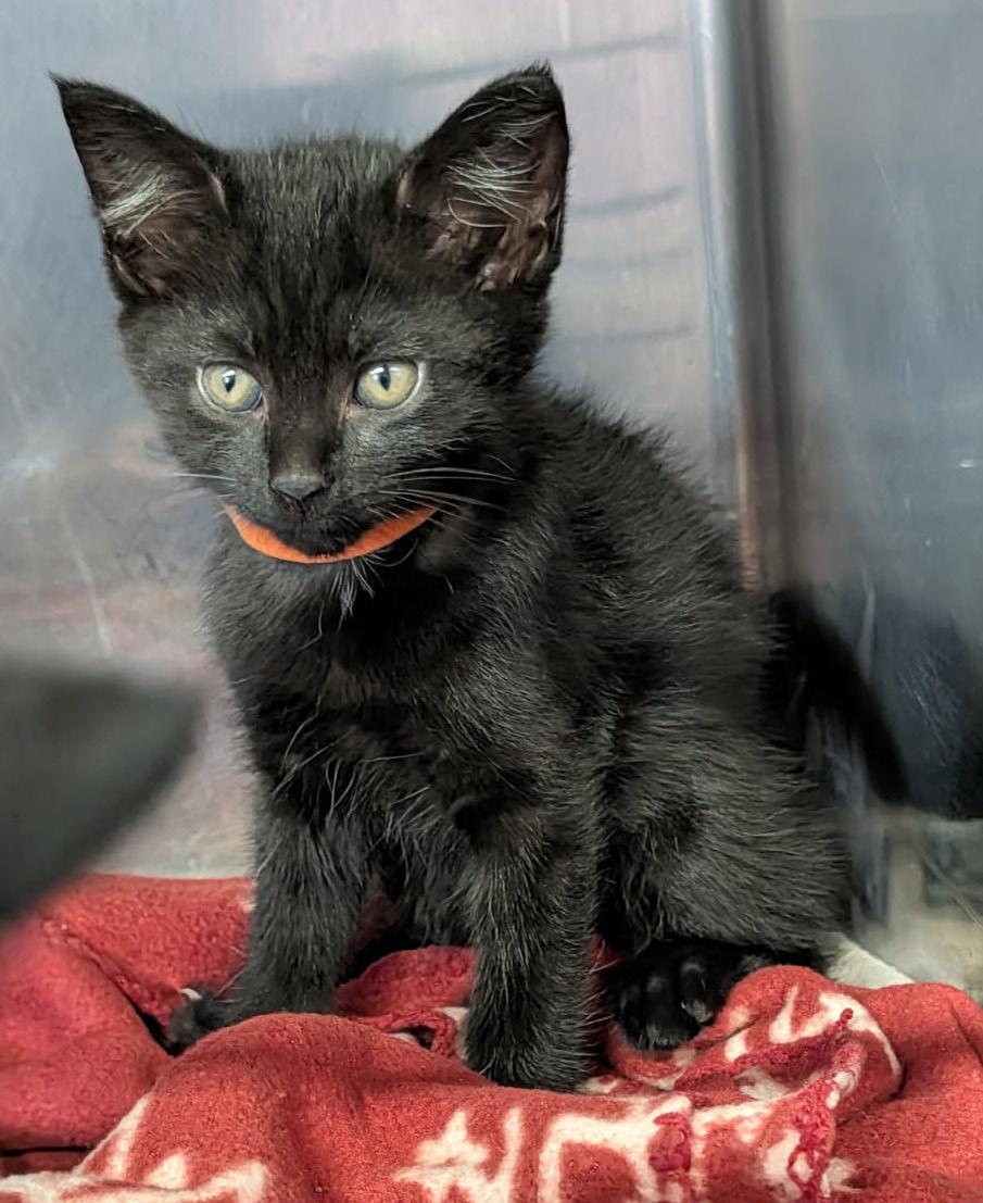 Enlarge Coal (Neutered) (Photos April 16, 2026), an adopted Domestic Short Hair in Marietta, OH image 2/4