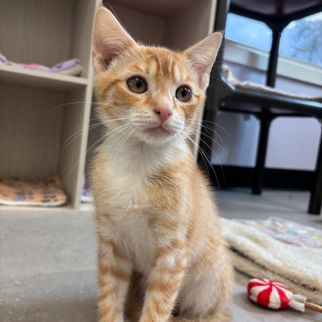Enlarge Kylo, a Adoptable Domestic Short Hair in Hopewell, VA image 1/3