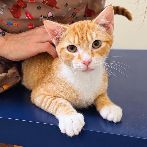 Enlarge Kylo, a Adoptable Domestic Short Hair in Hopewell, VA image 2/3