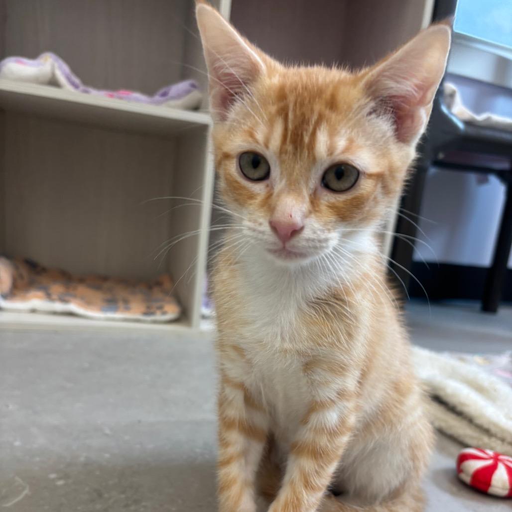 Enlarge Kylo, a Adoptable Domestic Short Hair in Hopewell, VA image 3/3