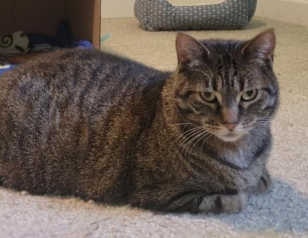 CHILLY, Adoptable, Adult Female Domestic Short Hair.