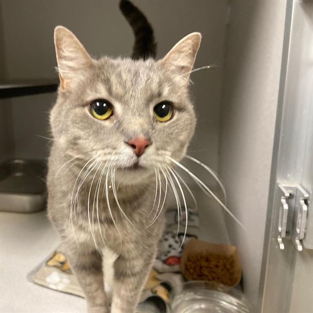 WREN, Adoptable, Adult Female Domestic Short Hair.