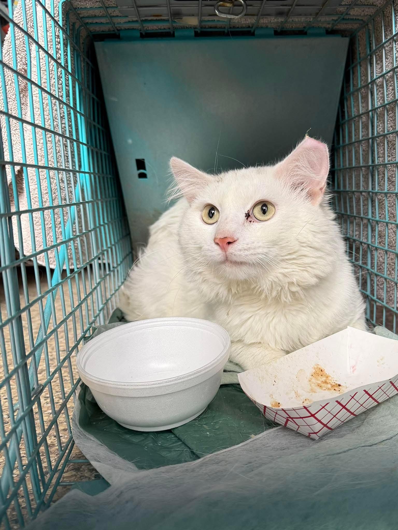 Enlarge Saki, a ADOPTABLE mixed breed in Mechanicsburg, PA image 3/3