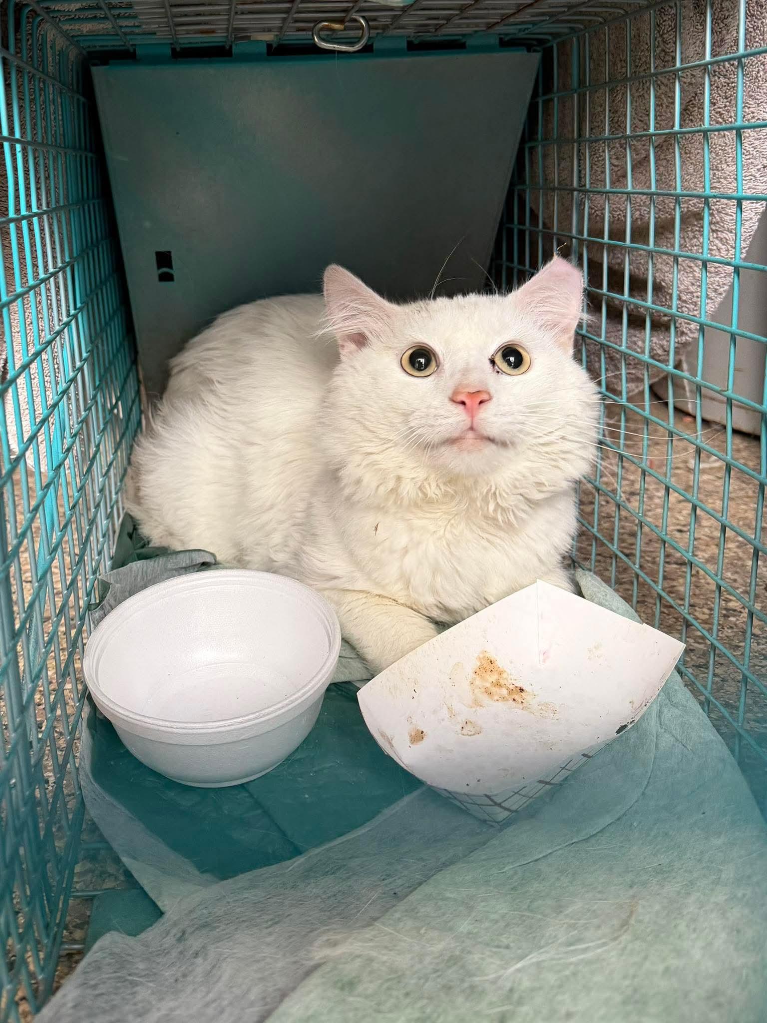 Enlarge Saki, a ADOPTABLE mixed breed in Mechanicsburg, PA image 2/3