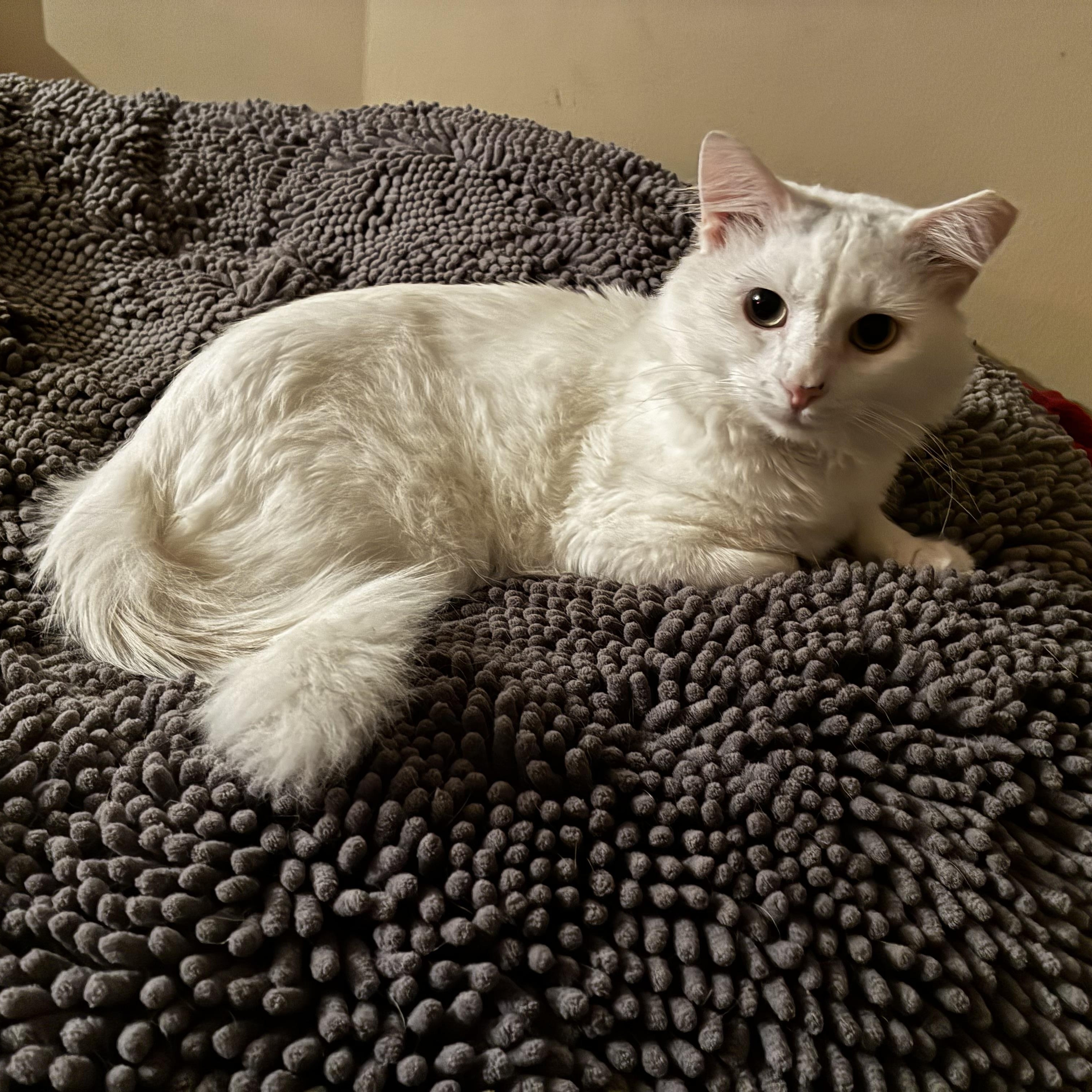 Enlarge Saki, a ADOPTABLE mixed breed in Mechanicsburg, PA image 1/3