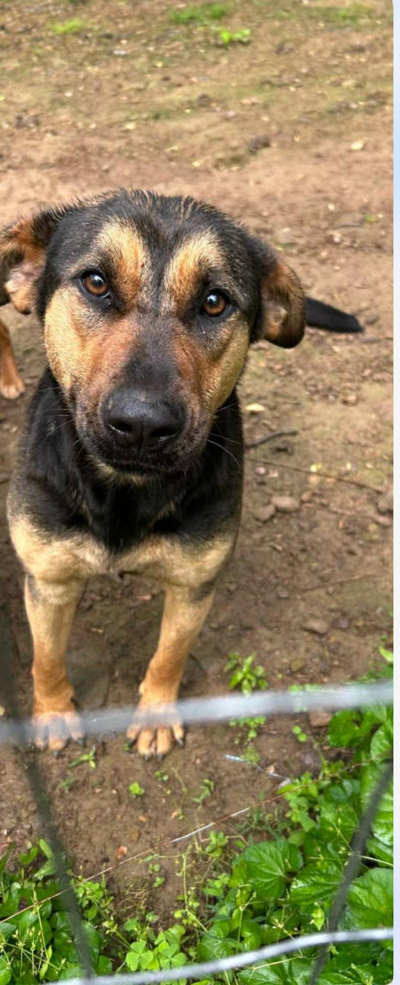 Lola, Adoptable, Young Female Rottweiler.