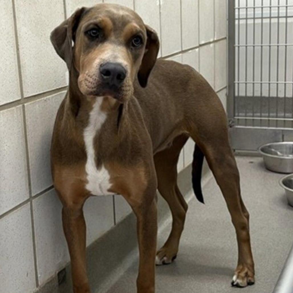 187 (2026) Prancer, Adoptable, Young Female Doberman Pinscher.