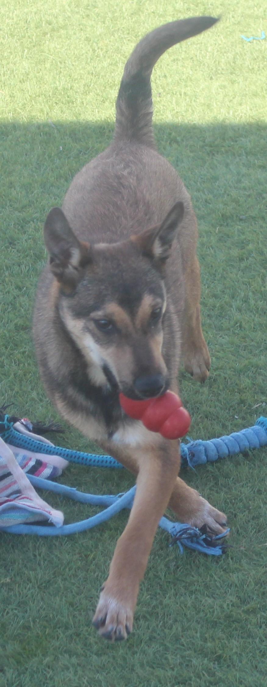 Enlarge SIMBA (AVAILABLE NOVEMBER 25, 2025), a Adoptable mixed breed in Wasco, CA image 2/6