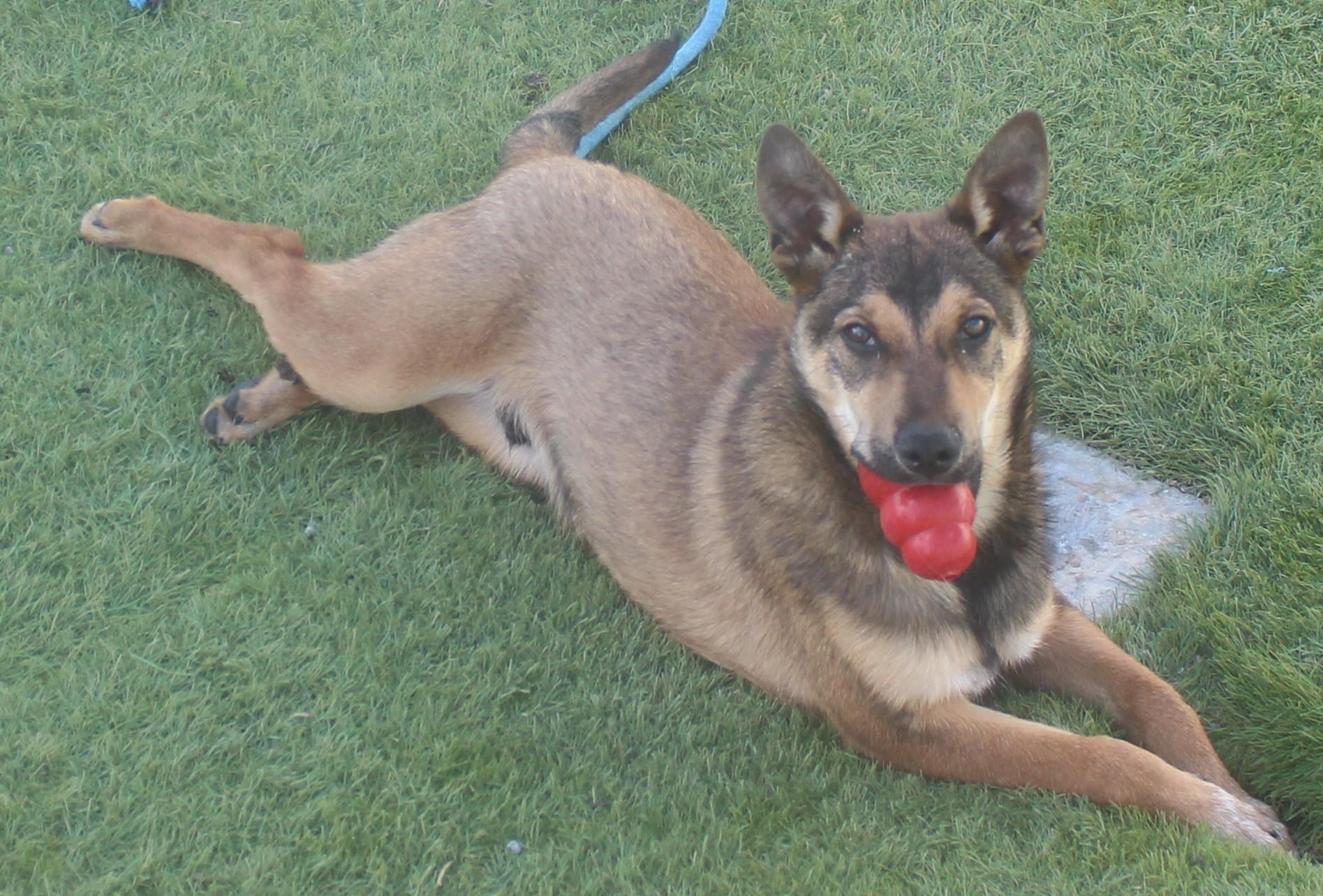 SIMBA (AVAILABLE NOVEMBER 25, 2025), Adoptable, Young Male German Shepherd Dog.