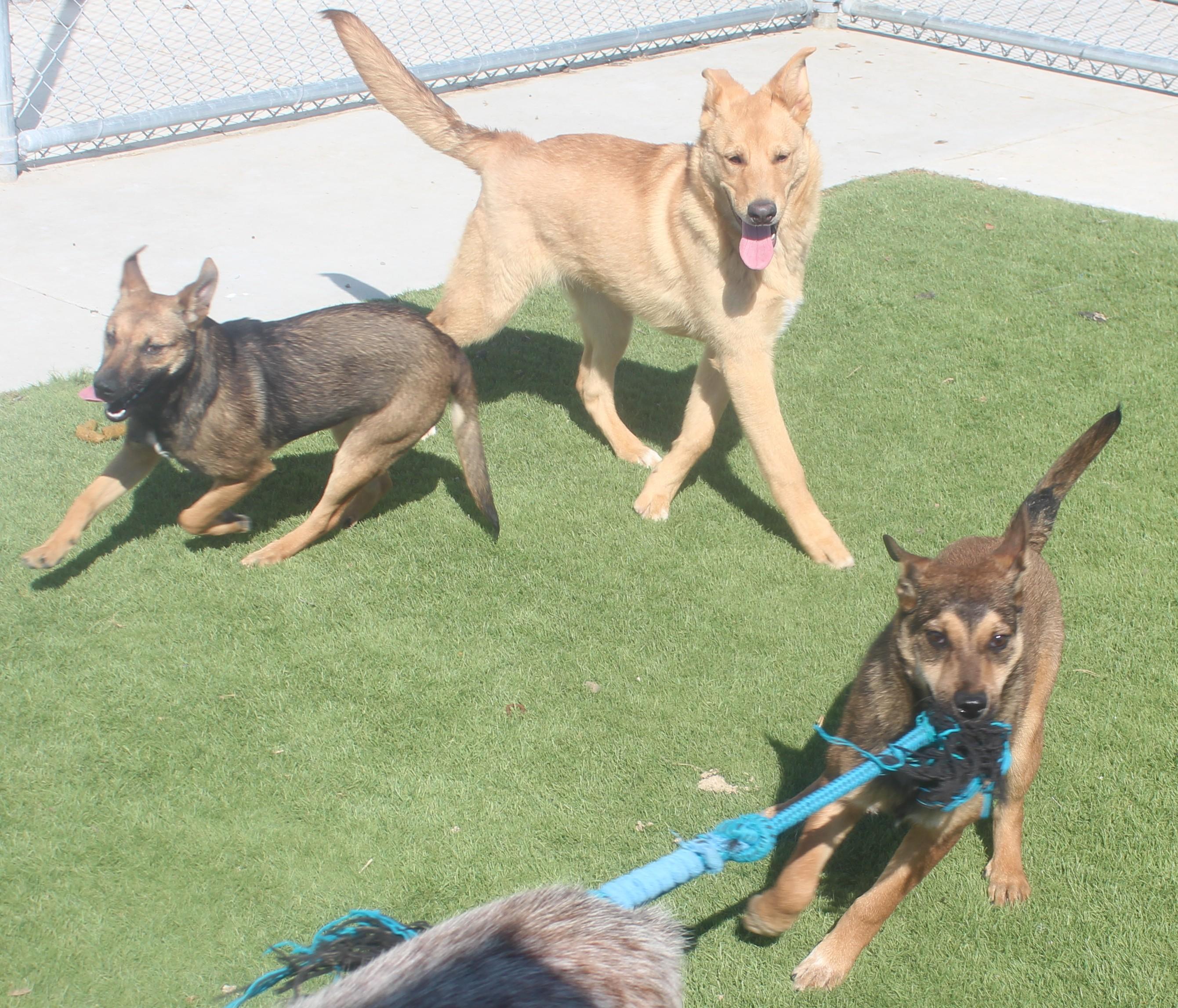Enlarge SIMBA (AVAILABLE NOVEMBER 25, 2025), a Adoptable mixed breed in Wasco, CA image 5/6