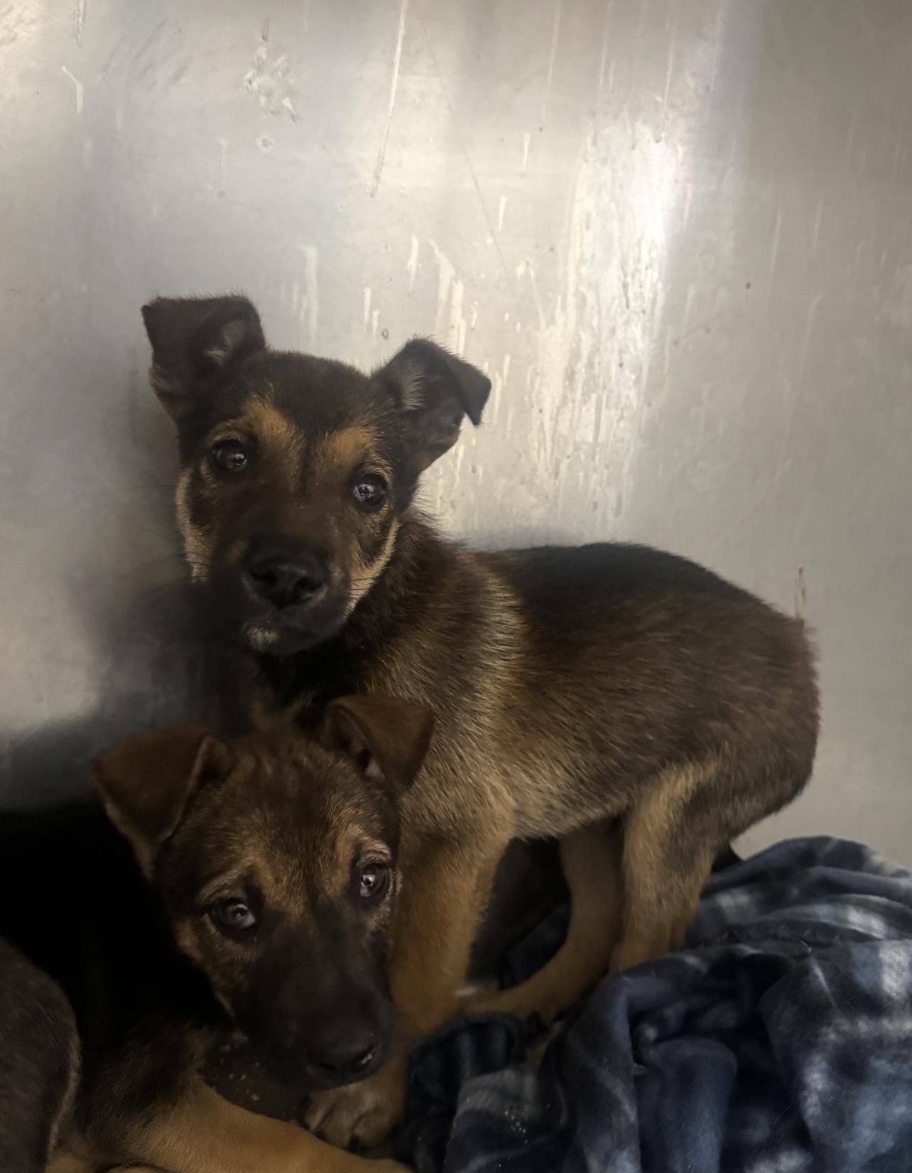 Enlarge SIMBA (AVAILABLE NOVEMBER 25, 2025), a Adoptable German Shepherd Dog in Wasco, CA image 1/1