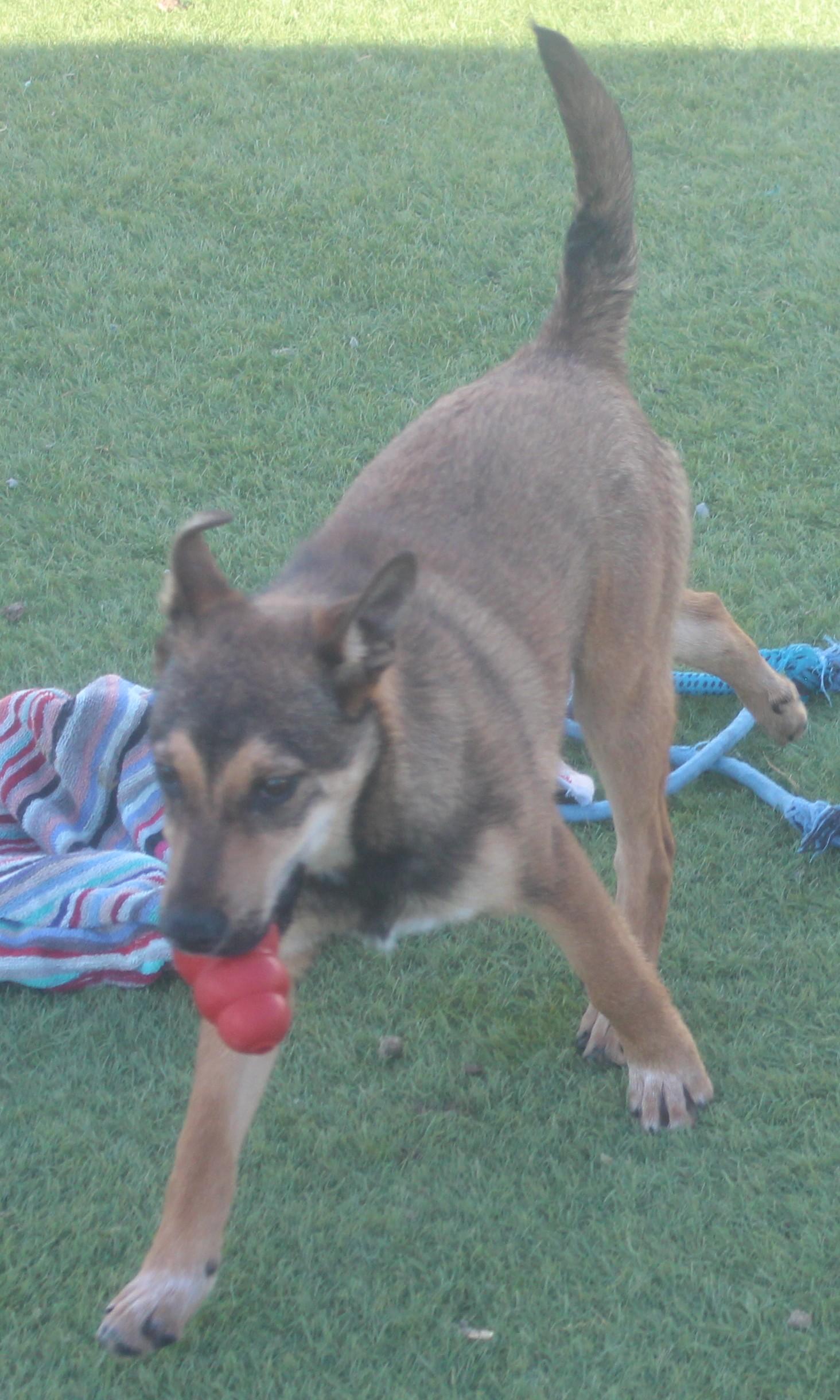 Enlarge SIMBA (AVAILABLE NOVEMBER 25, 2025), a Adoptable mixed breed in Wasco, CA image 3/6