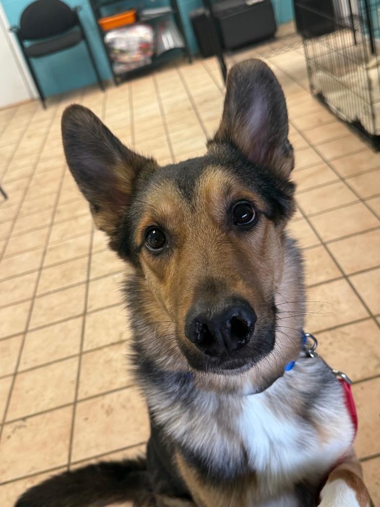 Sheppie, Adoptable, Young Male Mixed Breed.