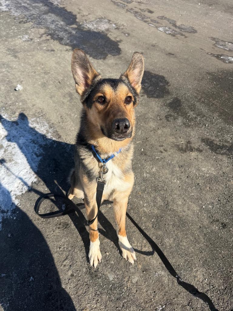 Sheppie, a Adoptable mixed breed in Hyde Park, NY image 2/5