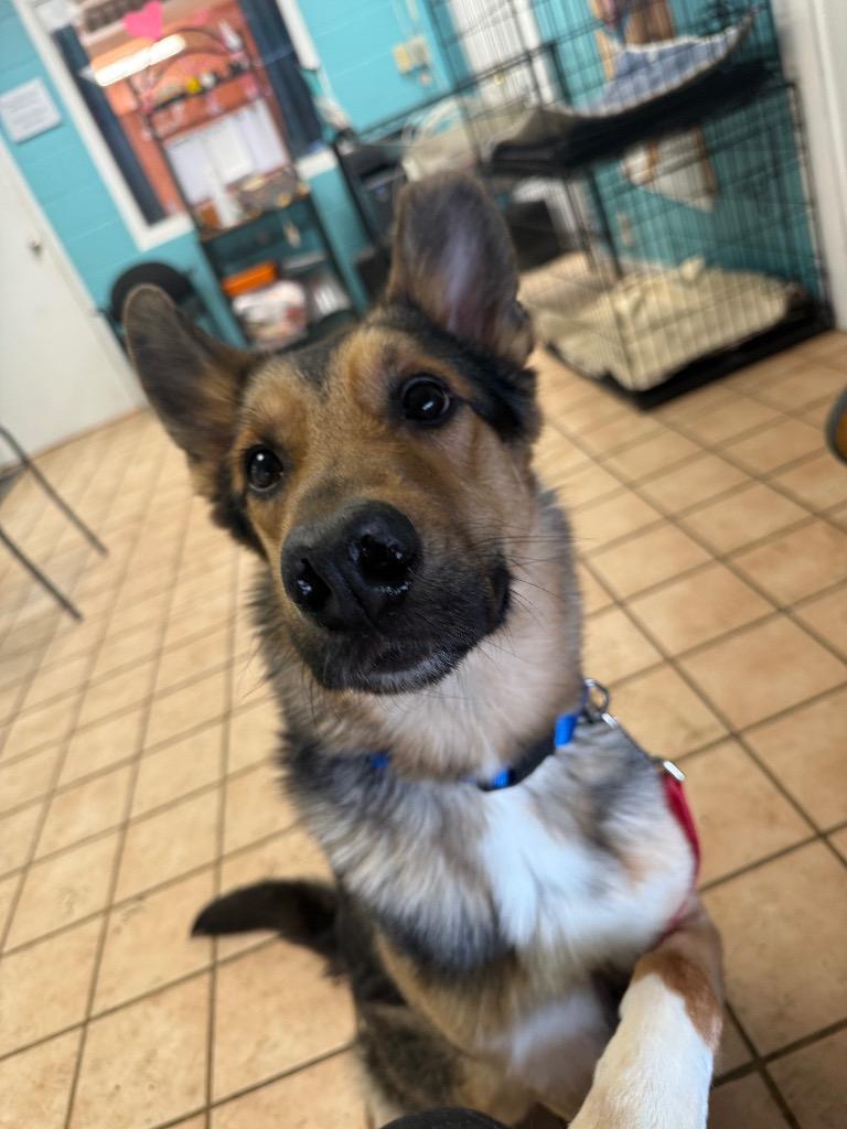 Sheppie, a Adoptable mixed breed in Hyde Park, NY image 3/5