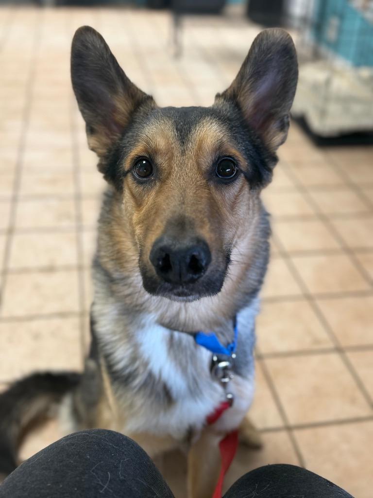 Sheppie, a Adoptable mixed breed in Hyde Park, NY image 4/5