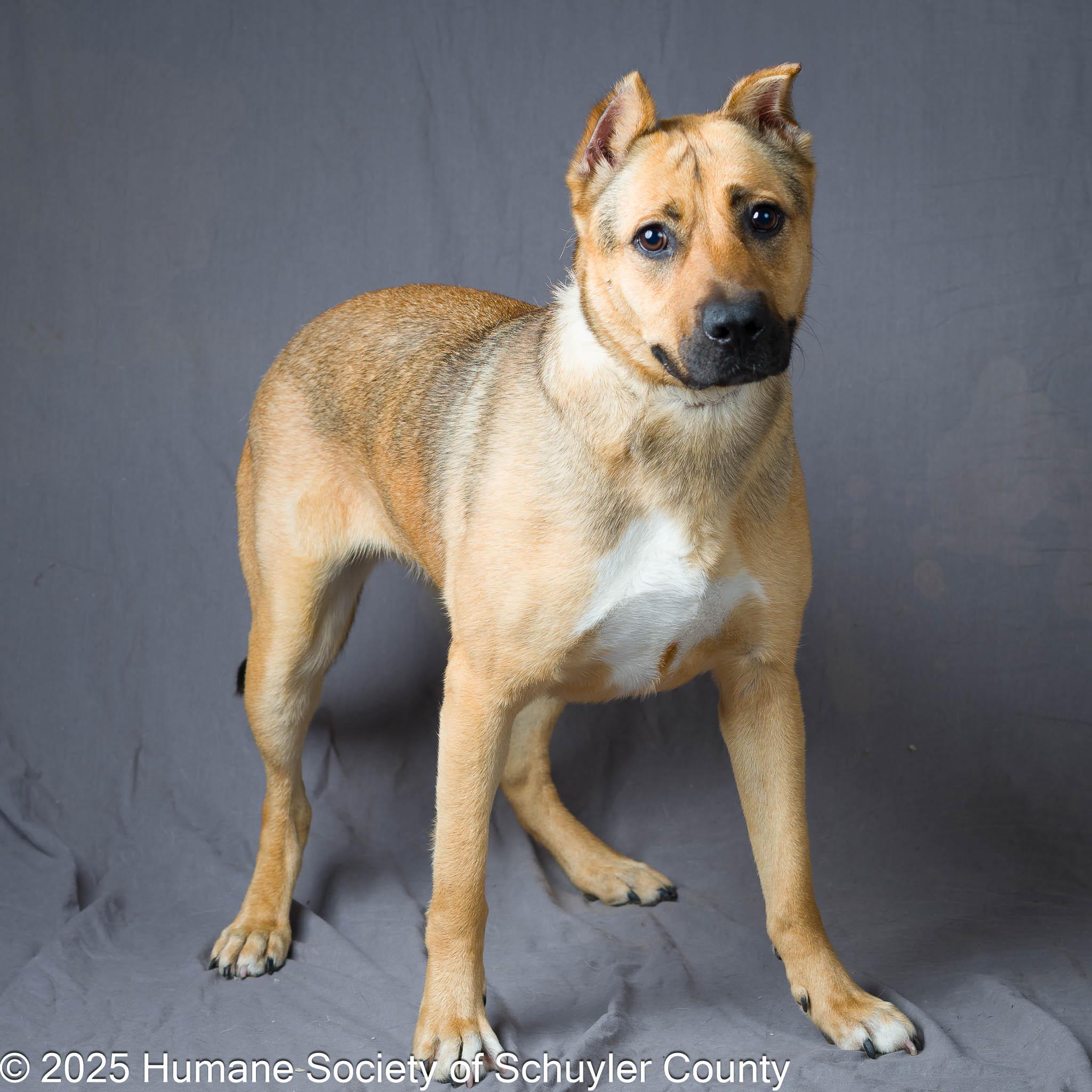 Gertie, a Adoptable mixed breed in Montour Falls, NY image 2/6