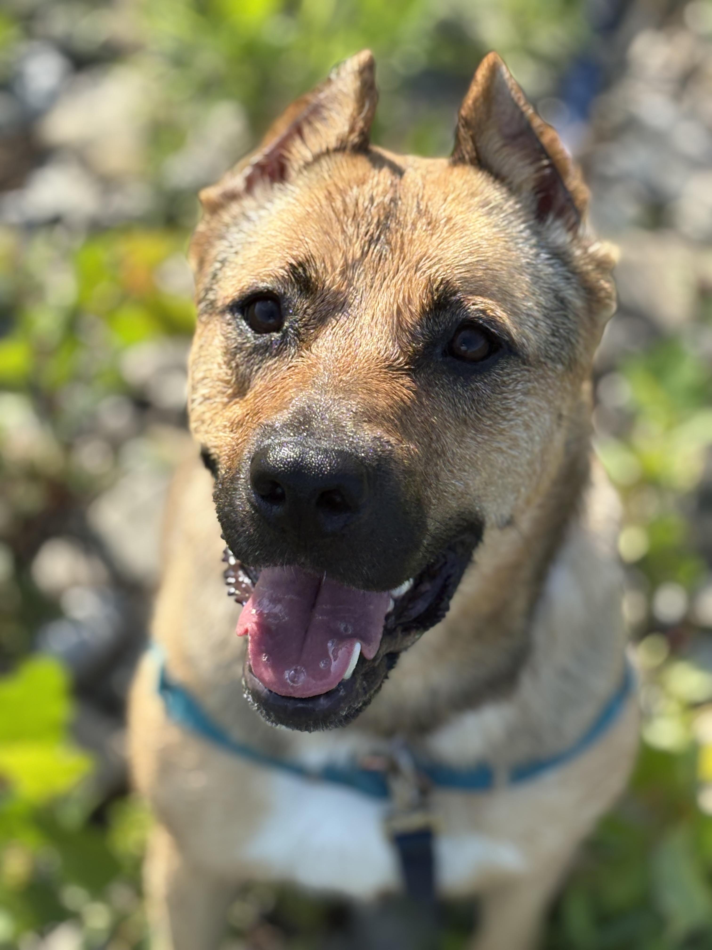 Gertie, Adoptable, Adult Female Belgian Shepherd / Malinois.
