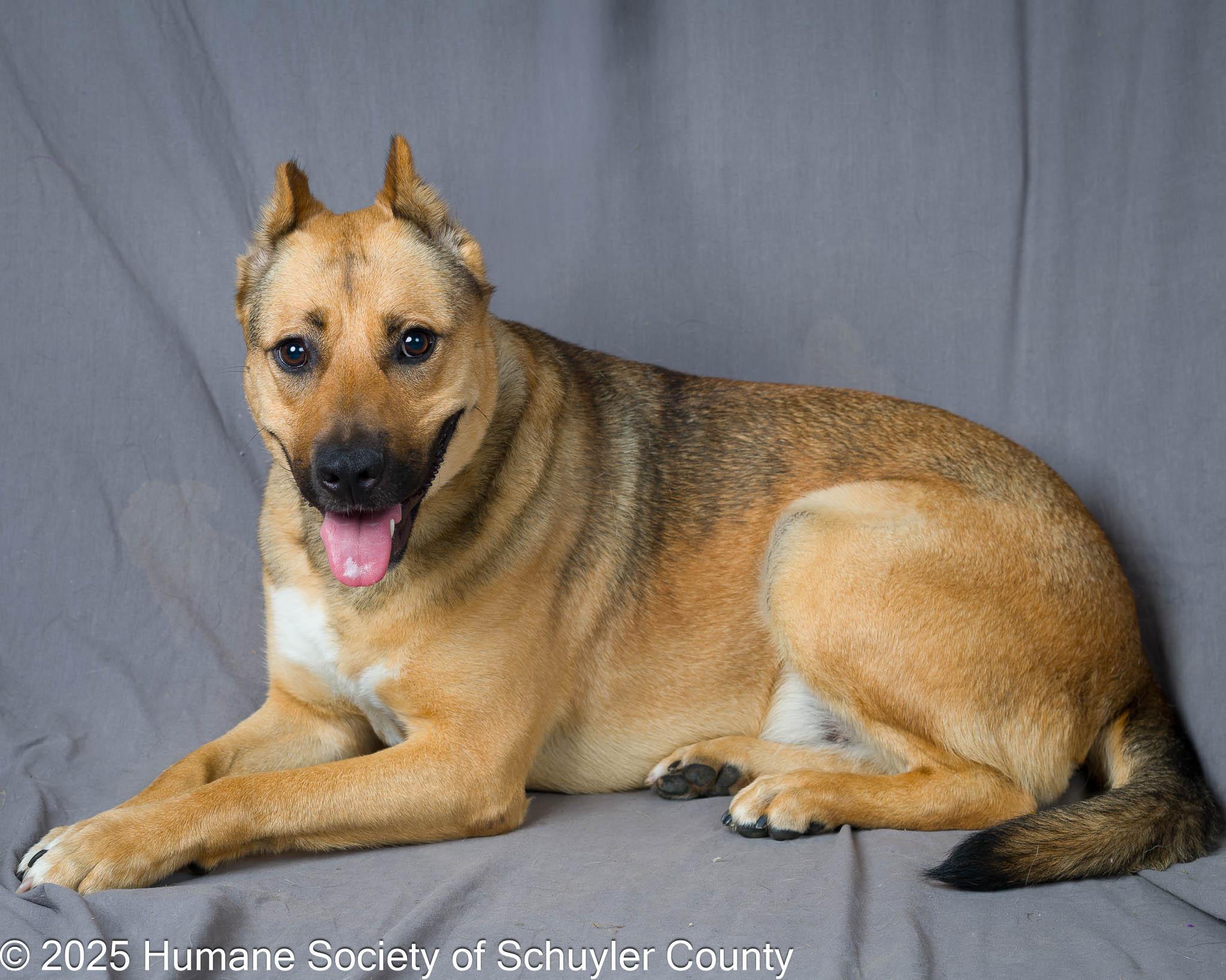 Gertie, a Adoptable mixed breed in Montour Falls, NY image 3/6