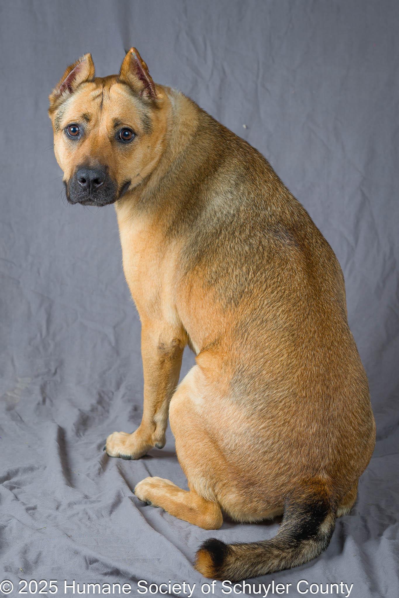Gertie, a Adoptable mixed breed in Montour Falls, NY image 5/6