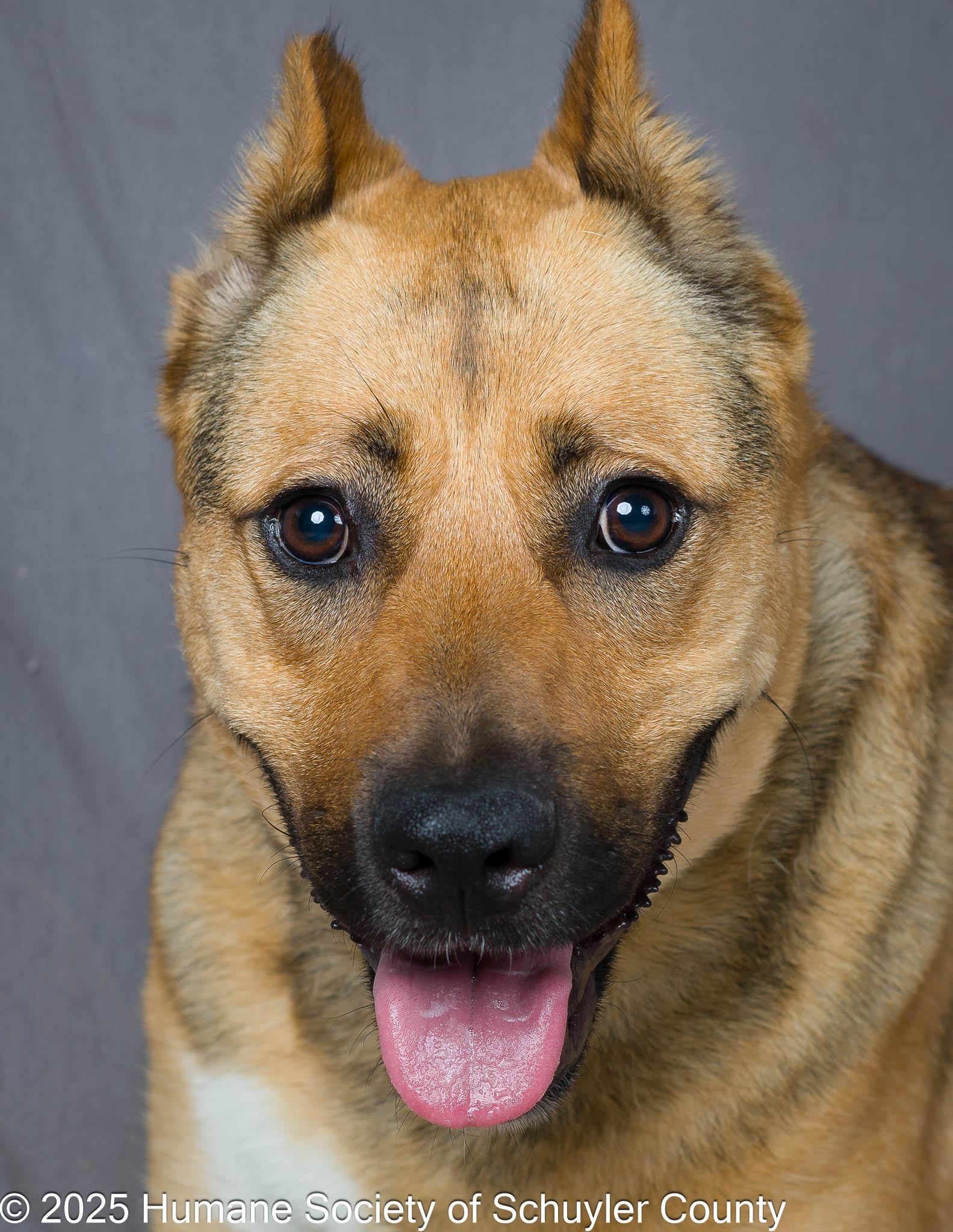 Gertie, Adult Female Shepherd