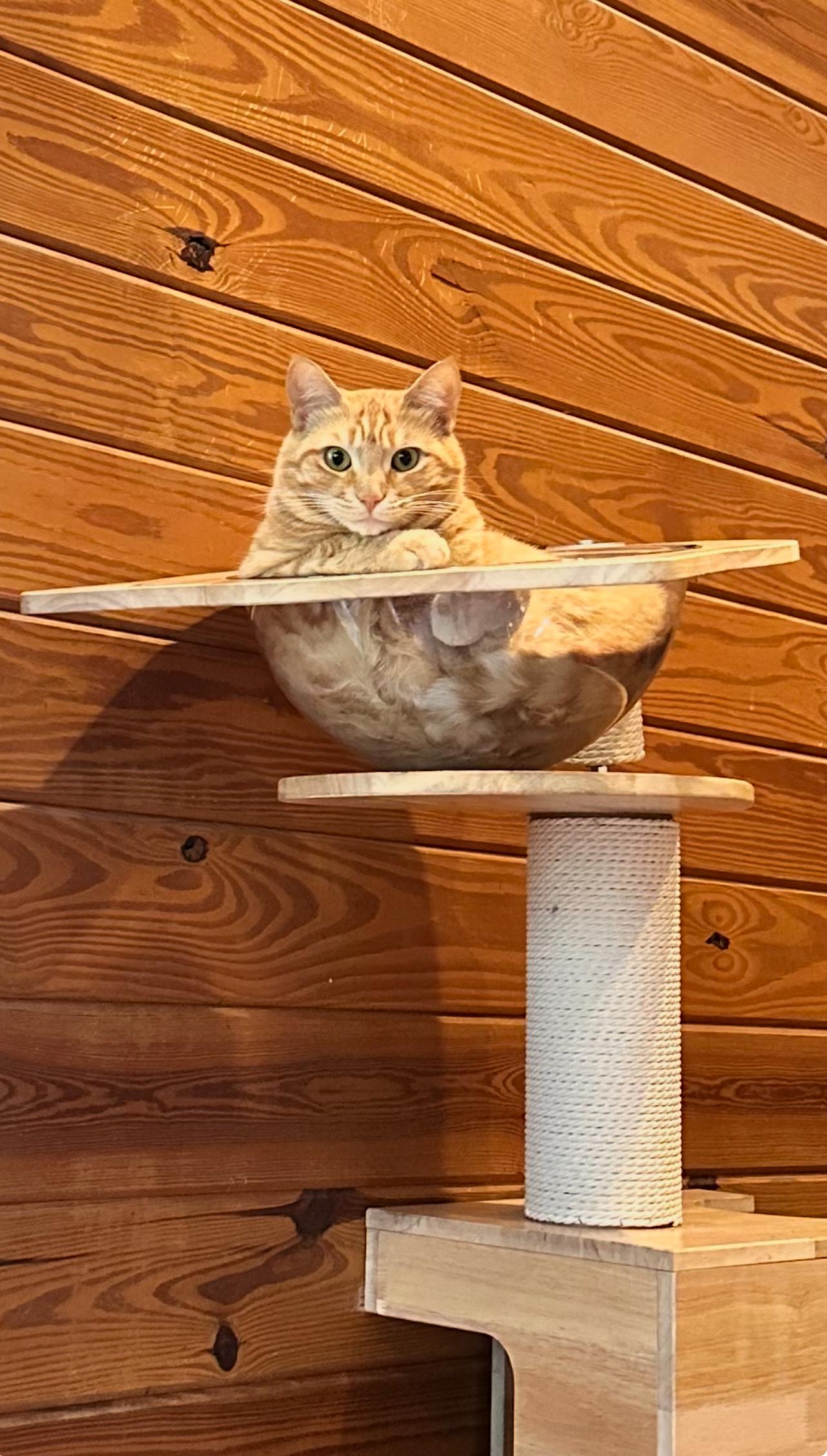 Pumpkin Pie, Adopted, Young Female Domestic Medium Hair.