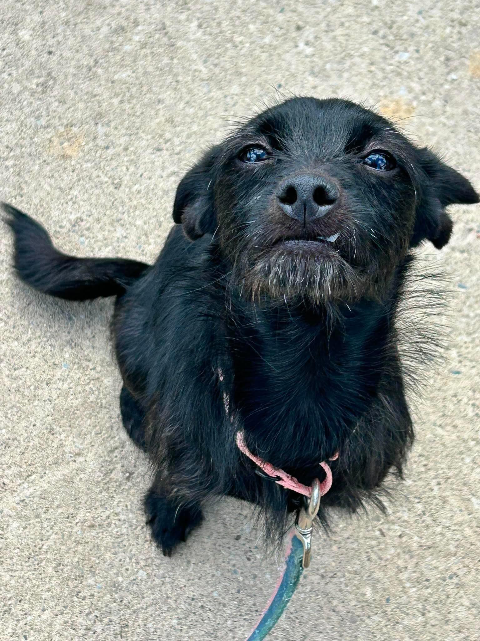 Rumi, a ADOPTABLE mixed breed in Brunswick, OH image 4/6