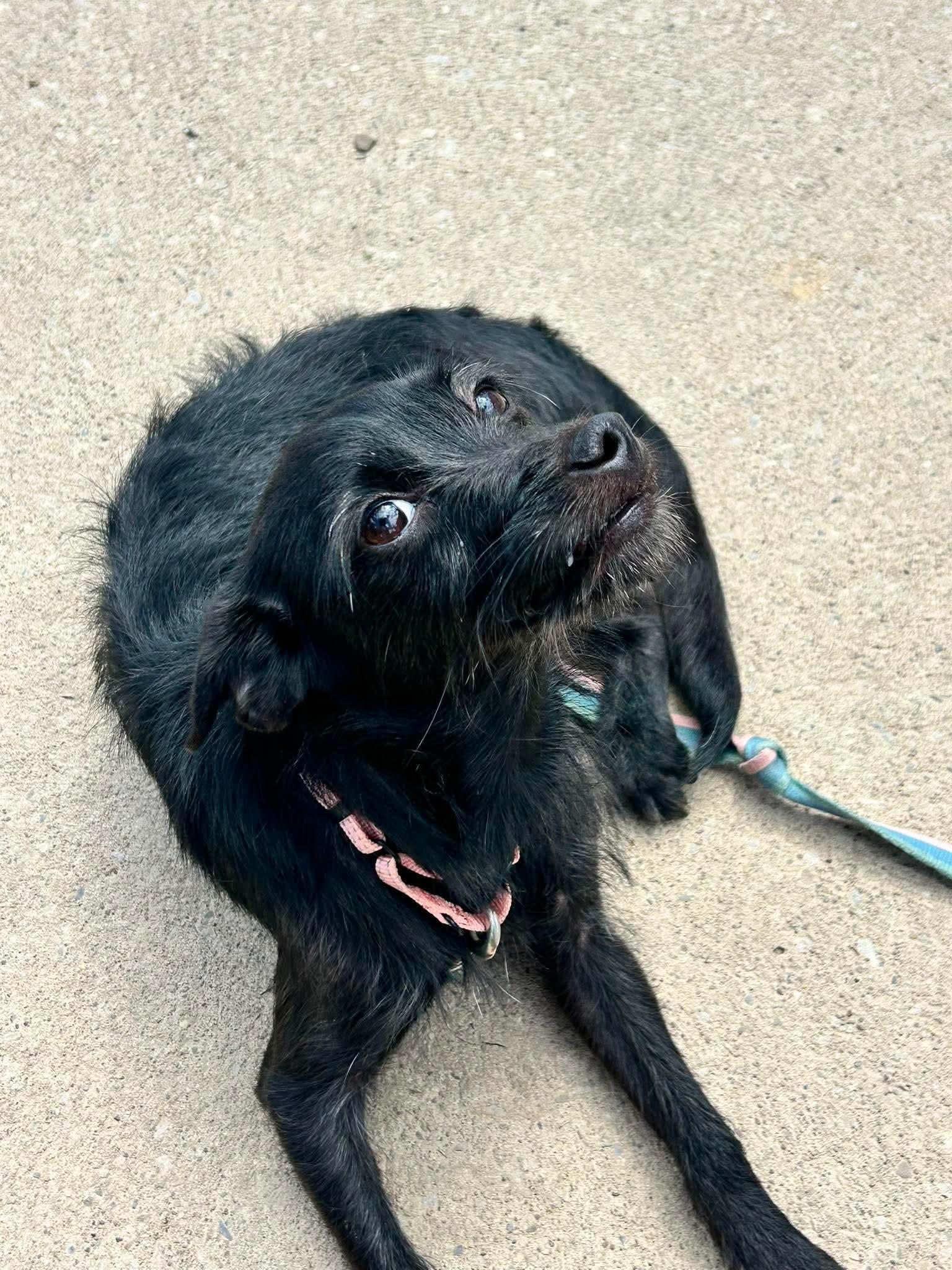 Rumi, a ADOPTABLE mixed breed in Brunswick, OH image 6/6