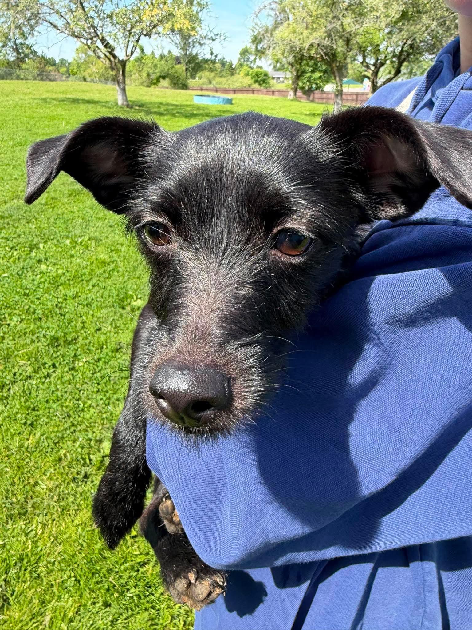Rumi, a ADOPTABLE mixed breed in Brunswick, OH image 3/6