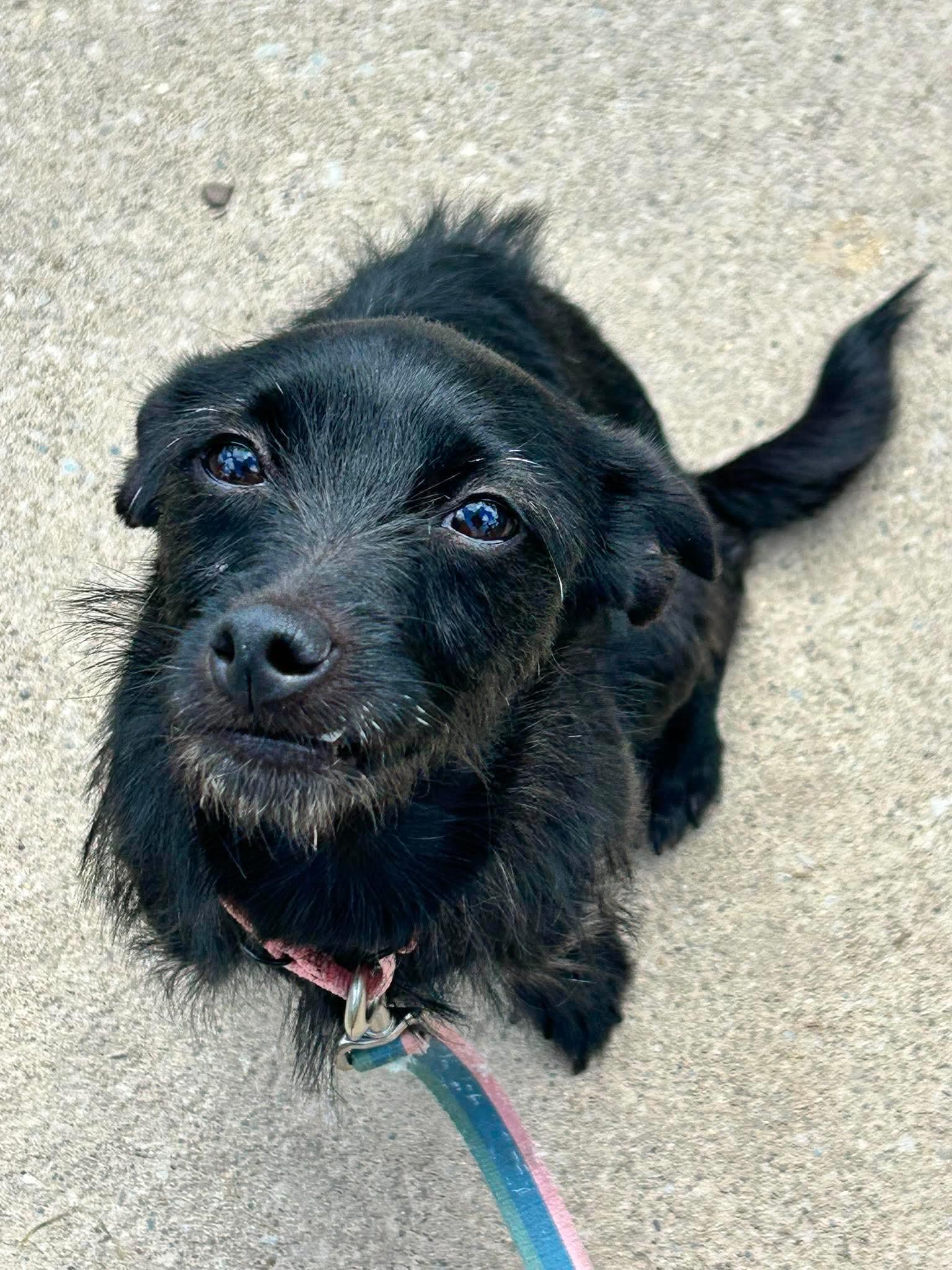 Rumi, a ADOPTABLE mixed breed in Brunswick, OH image 5/6
