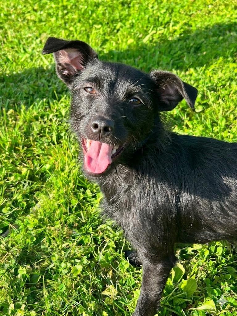 Rumi, ADOPTABLE, Young Female Terrier.