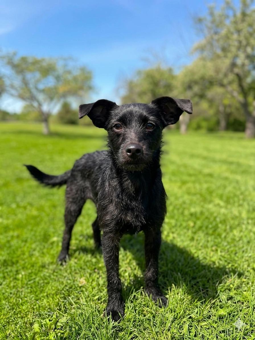 Rumi, a ADOPTABLE mixed breed in Brunswick, OH image 2/6