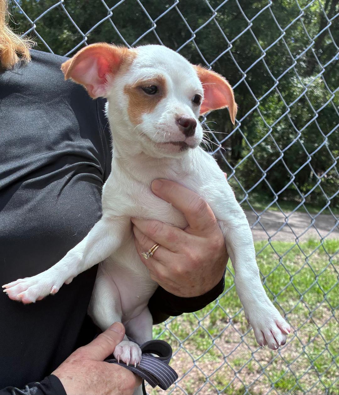Enlarge Snowy, a Adopted mixed breed in Ruskin, FL image 1/1