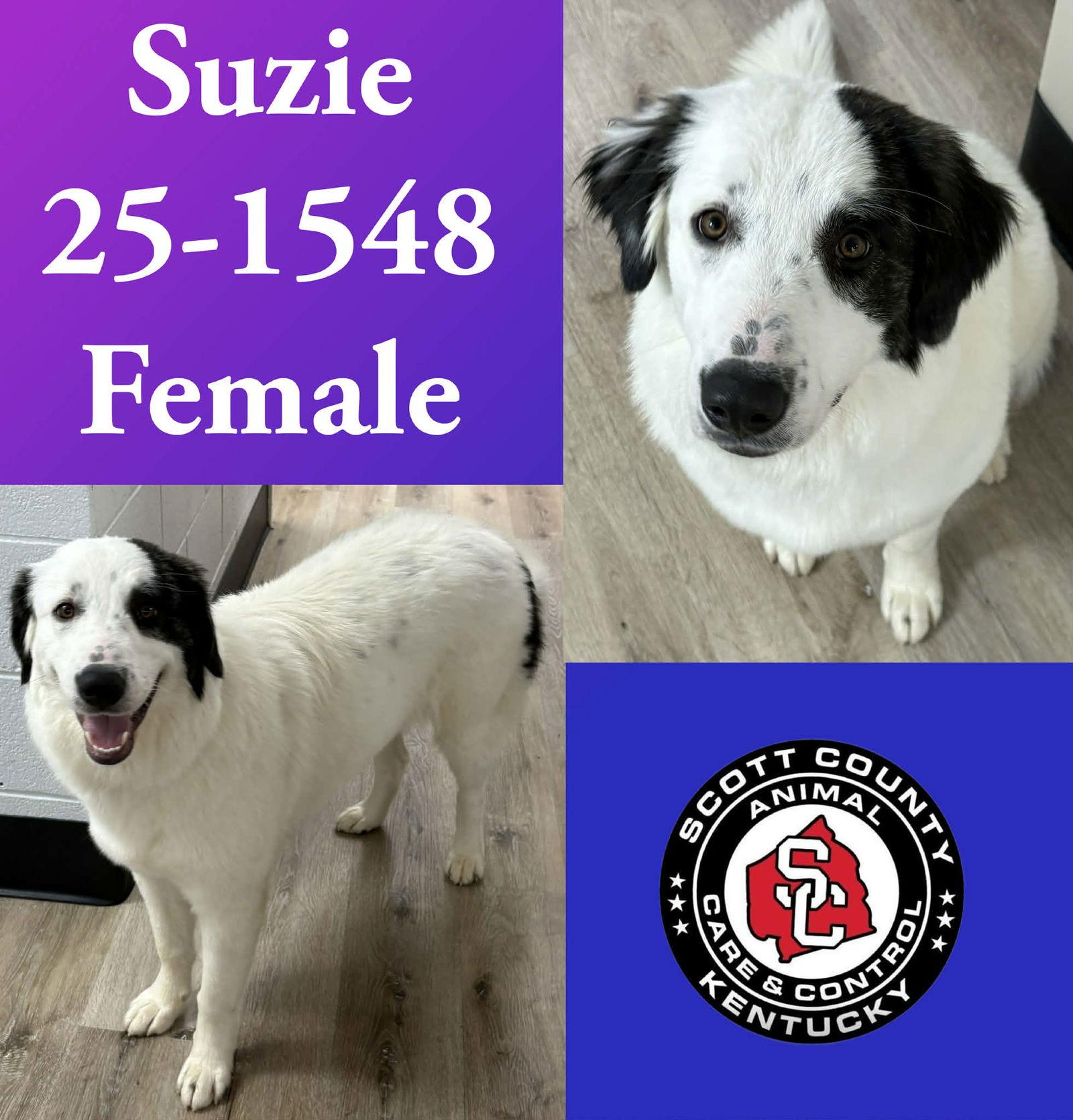 Suzie, Adoptable, Adult Female Great Pyrenees.