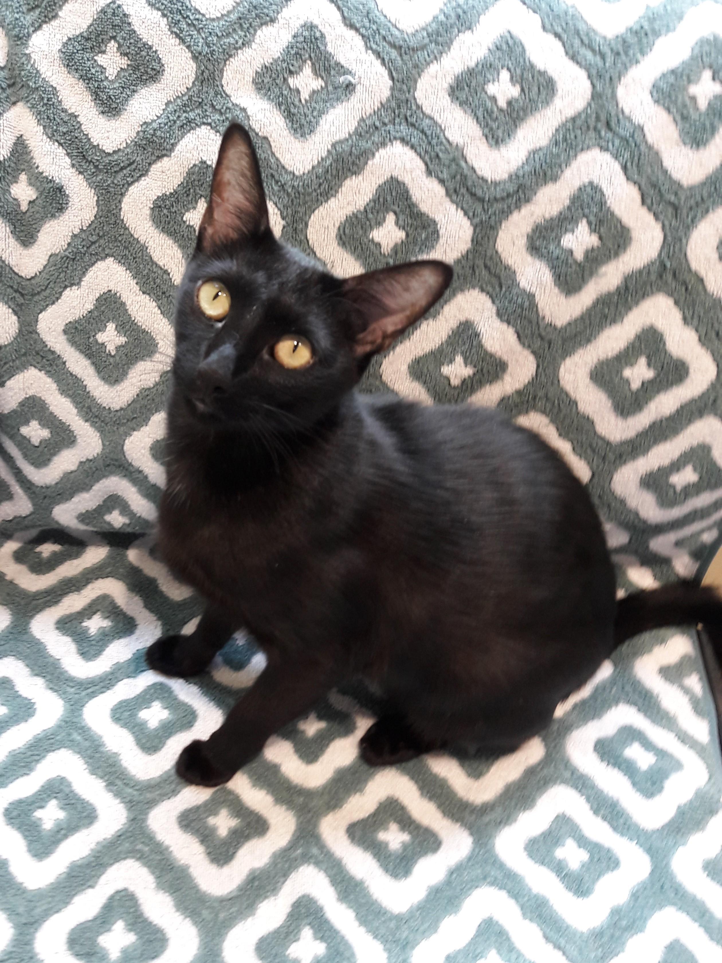 Enlarge Wanda, a Adoptable Oriental Short Hair in Mesquite, NV image 6/6