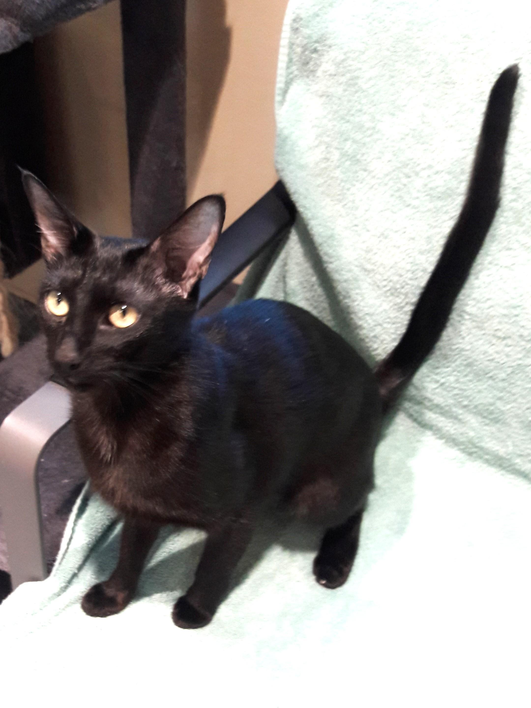 Enlarge Wanda, a Adoptable Oriental Short Hair in Mesquite, NV image 2/6