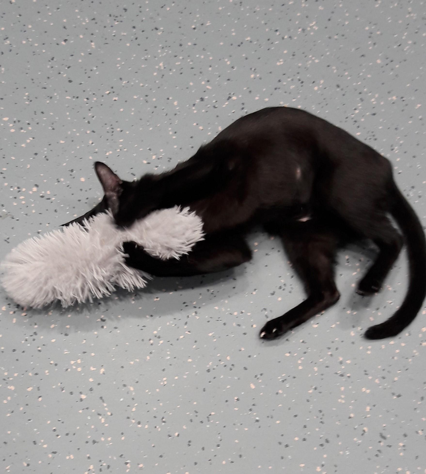 Enlarge Wanda, a Adoptable Oriental Short Hair in Mesquite, NV image 4/6
