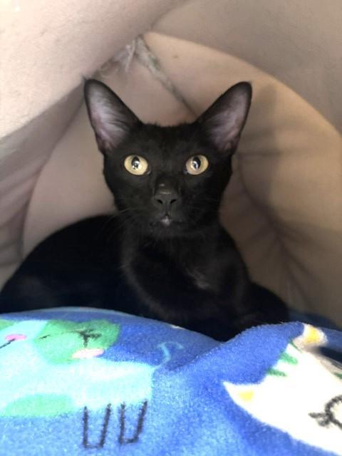 Enlarge Wanda, a Adoptable Oriental Short Hair in Mesquite, NV image 3/6