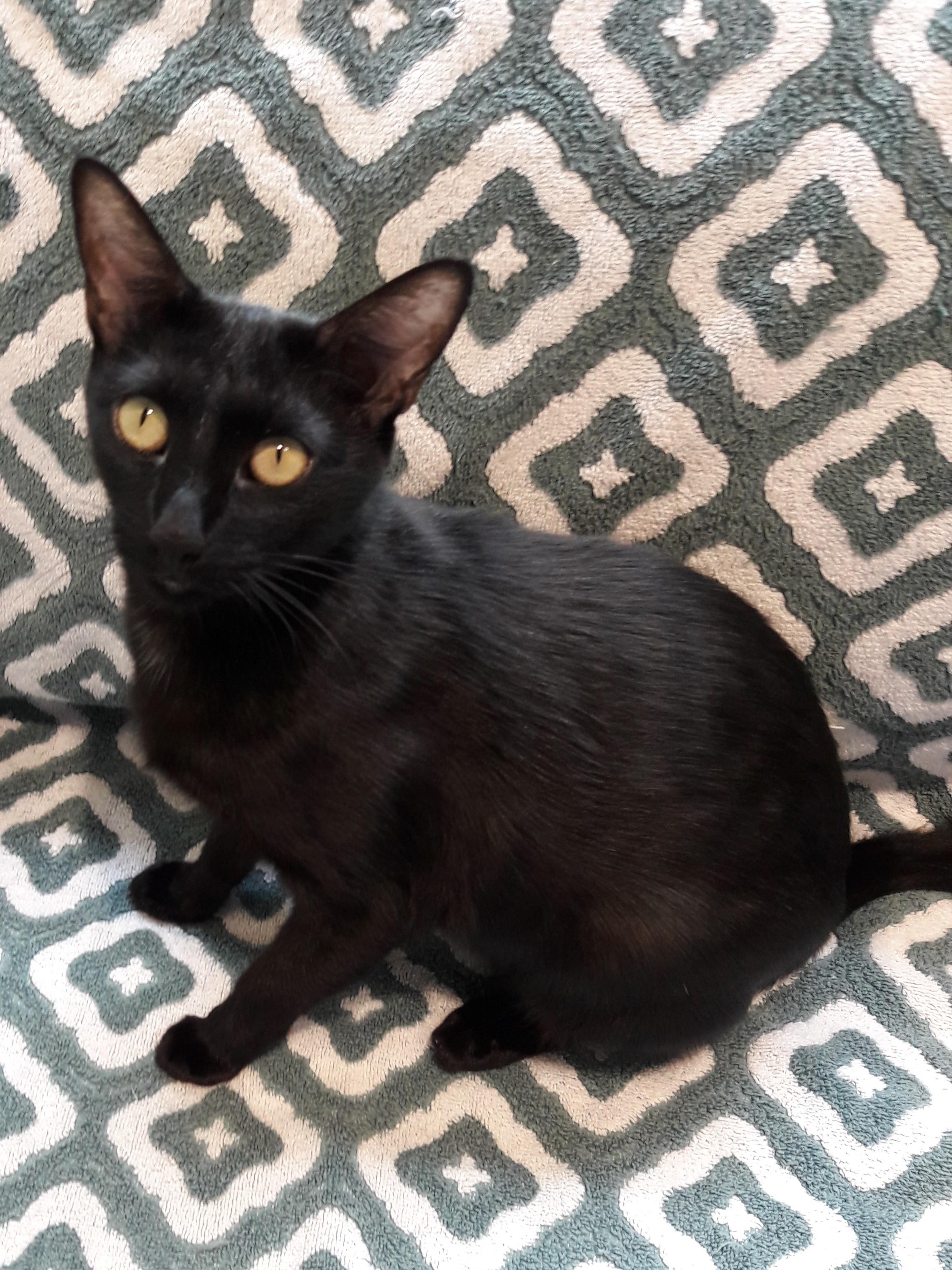 Enlarge Wanda, a Adoptable Oriental Short Hair in Mesquite, NV image 1/6