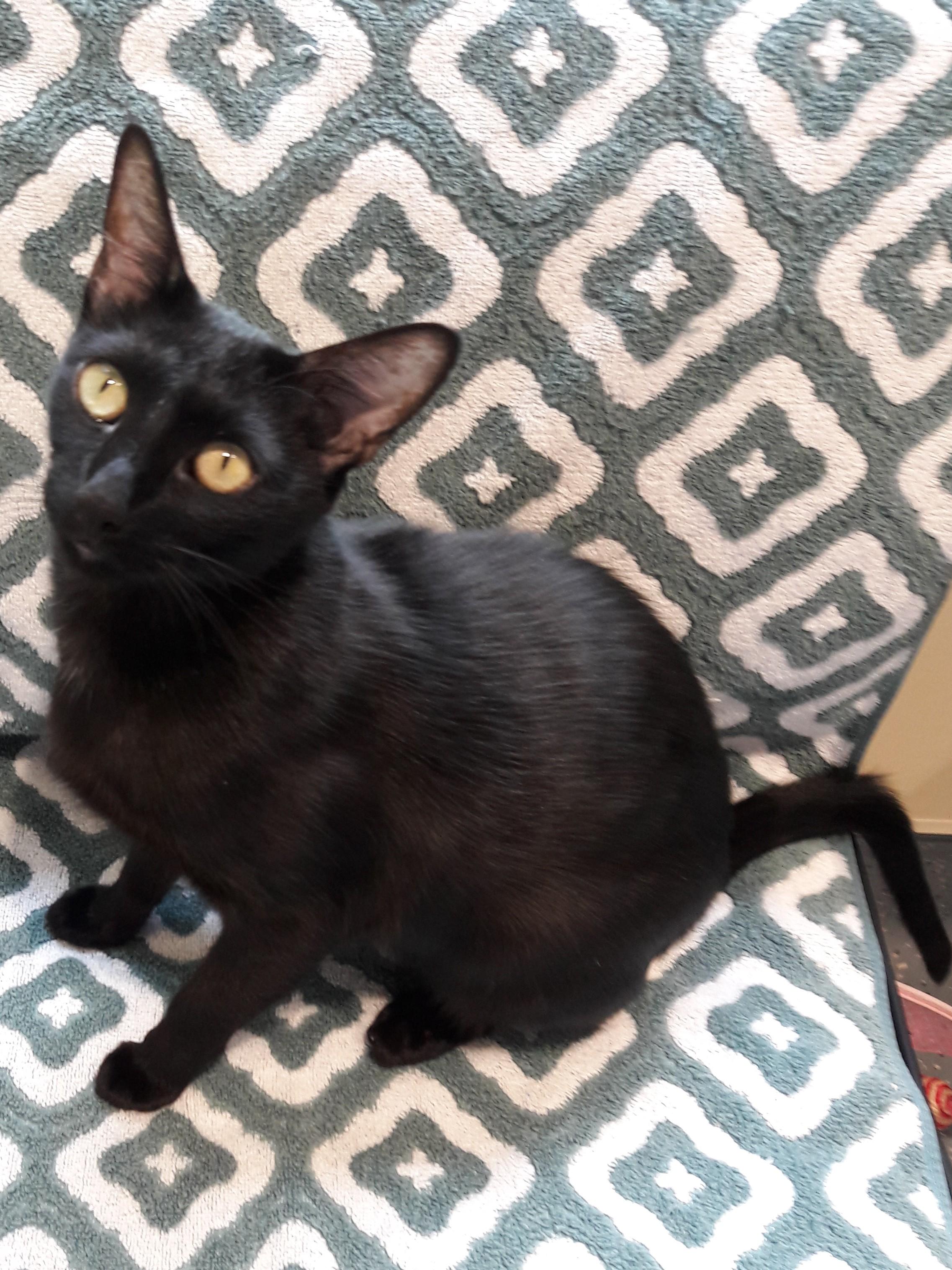 Enlarge Wanda, a Adoptable Oriental Short Hair in Mesquite, NV image 5/6