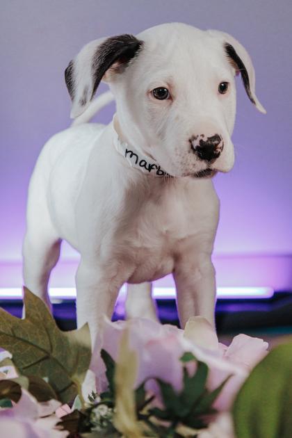 Marble M6 — thumbnail 2