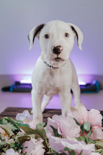 Marble M6 — thumbnail 3