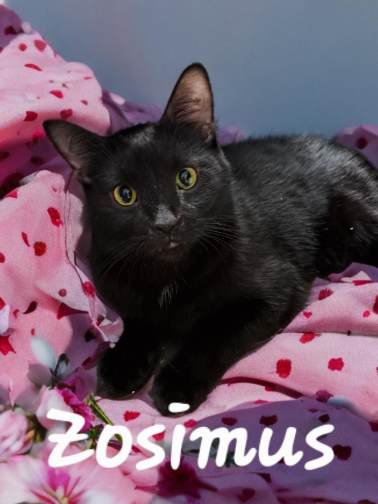 Enlarge Zosimus, a ADOPTABLE mixed breed in Massillon, OH image 1/1