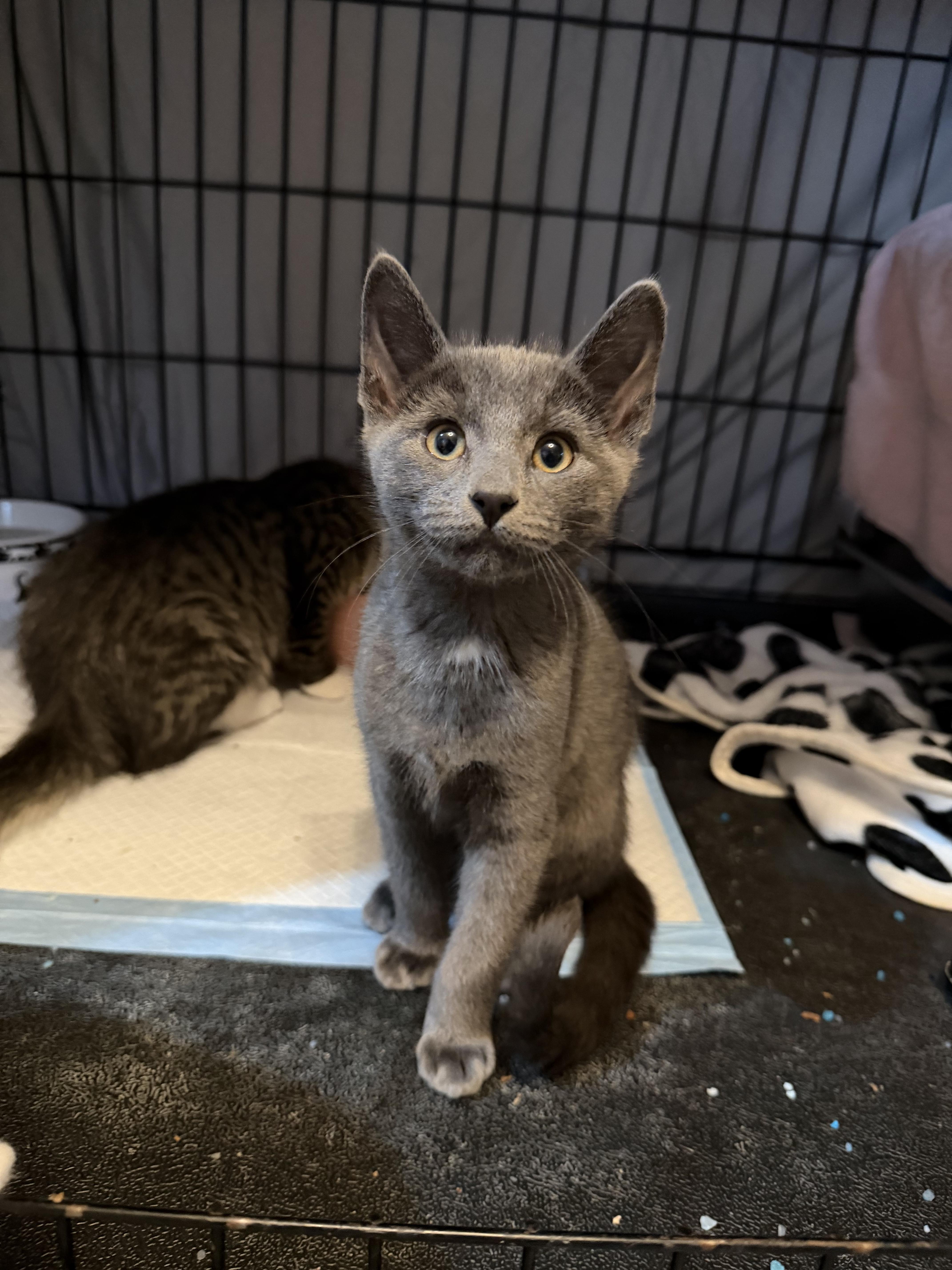 Enlarge Ash, a Adoptable Domestic Short Hair in Rochester, WA image 1/1