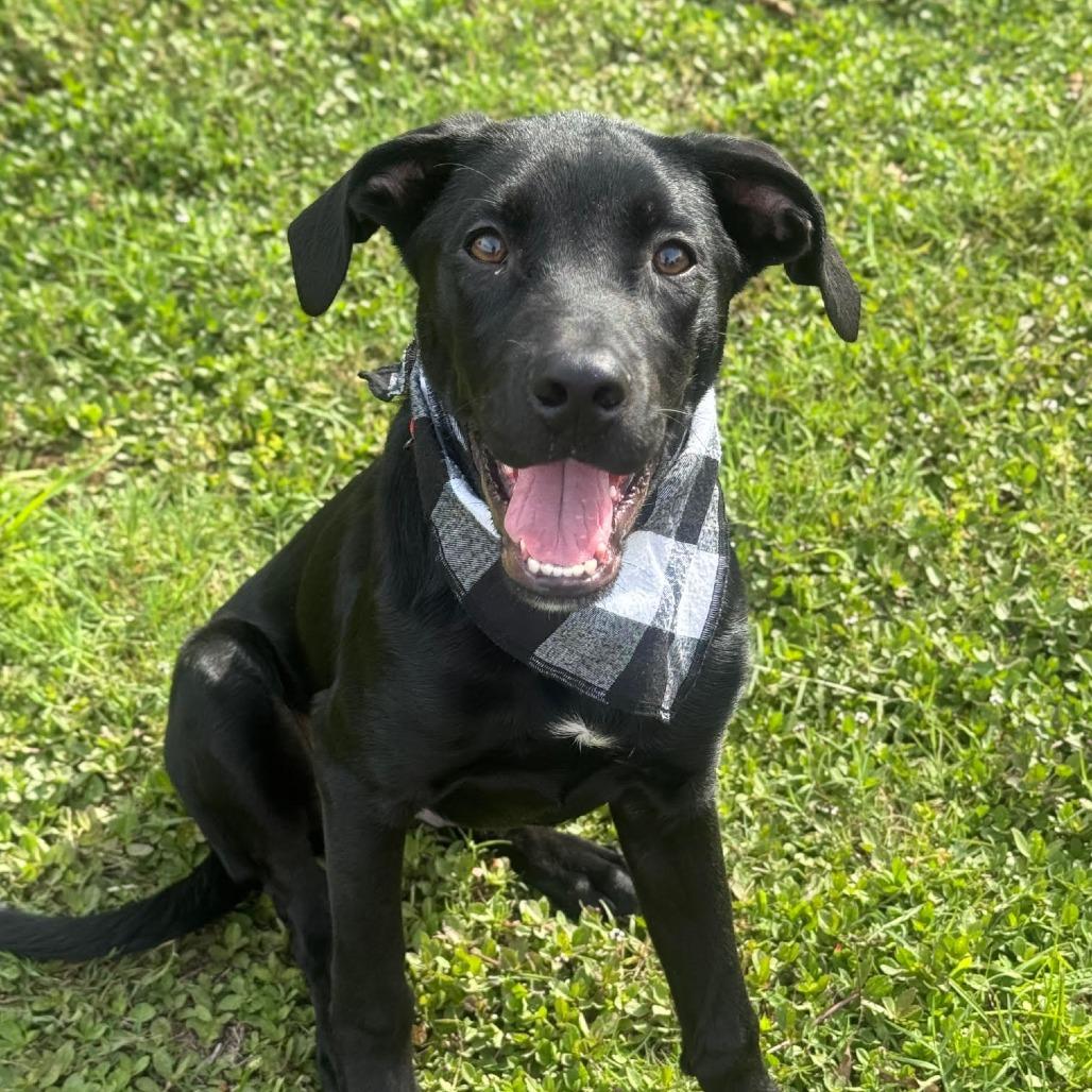 Jet Mario, Adoptable, Young Male Labrador Retriever.