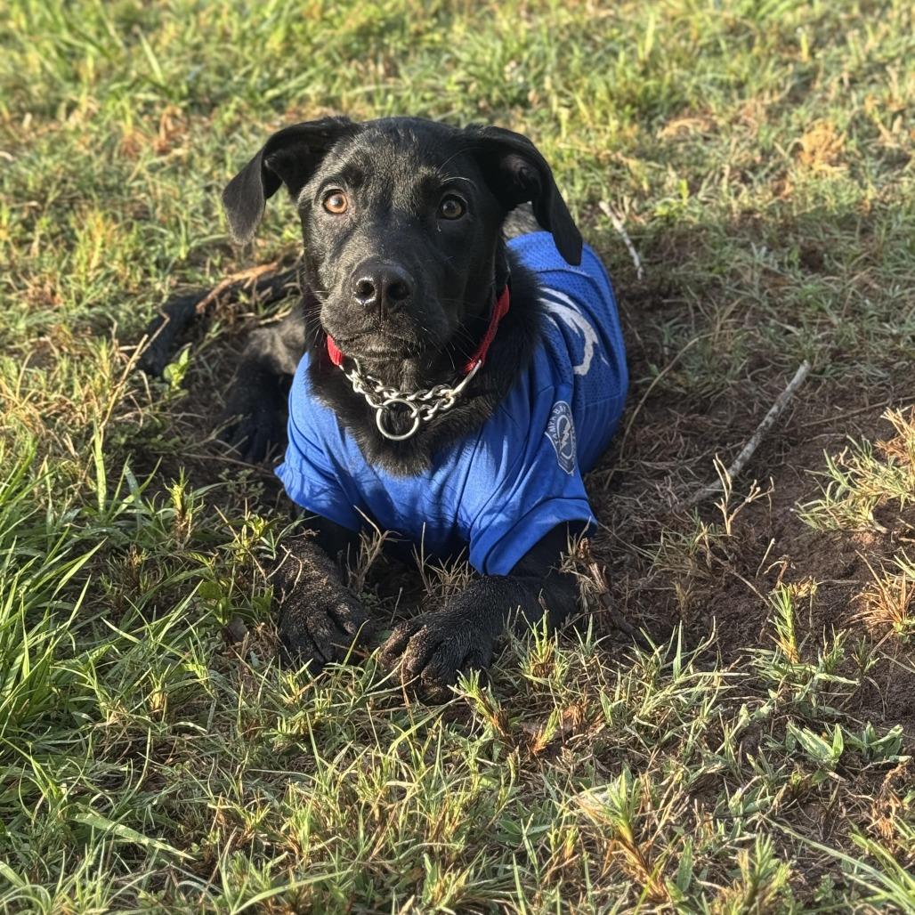 Enlarge Jet Mario, a Adoptable Labrador Retriever in Sarasota, FL image 2/6