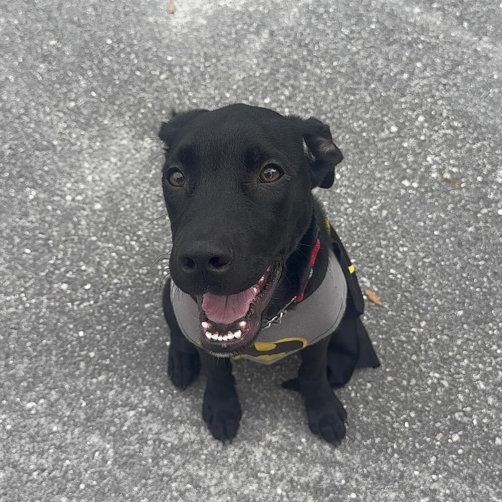 Enlarge Jet Mario, a Adoptable Labrador Retriever in Sarasota, FL image 3/6