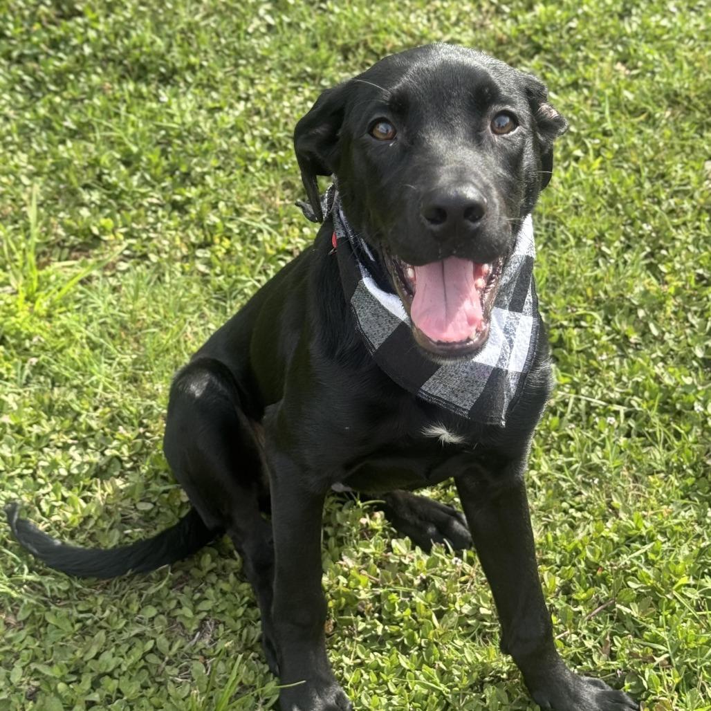 Enlarge Jet Mario, a Adoptable Labrador Retriever in Sarasota, FL image 4/6