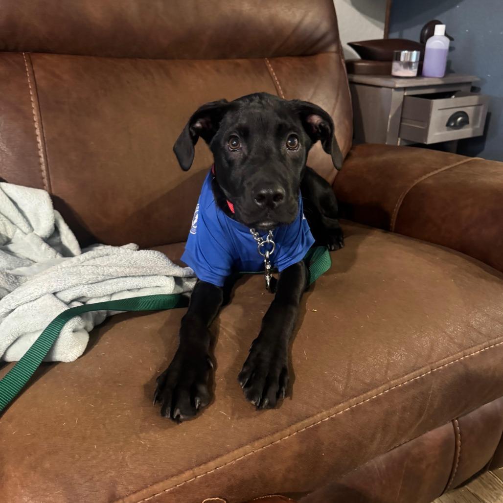 Enlarge Jet Mario, a Adoptable Labrador Retriever in Sarasota, FL image 5/6